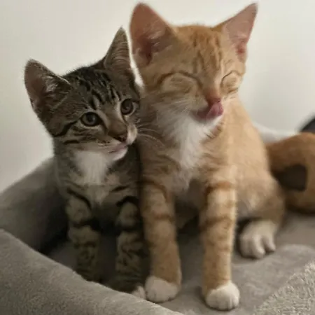 Schoener Winkel 아파트 Schaafwinkel