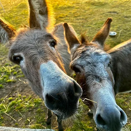 아파트 Schoener Winkel *