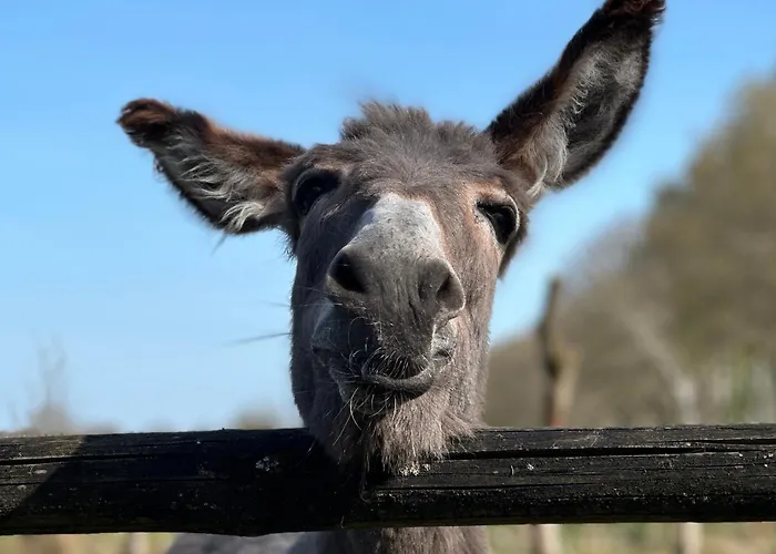 شقة Schoener Winkel Schaafwinkel
