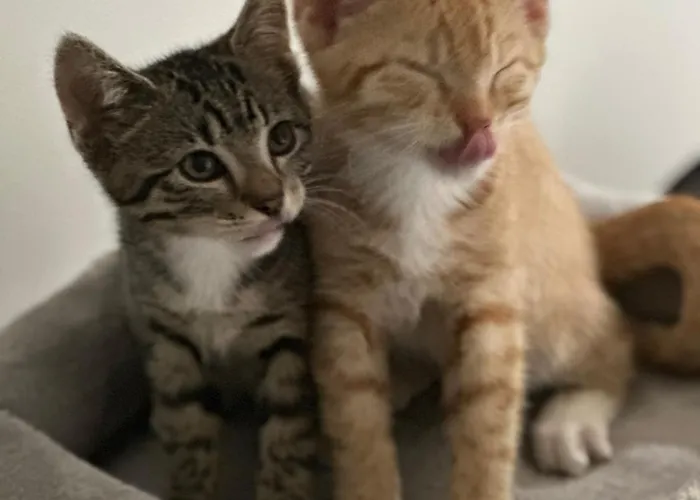 Schoener Winkel شقة Schaafwinkel